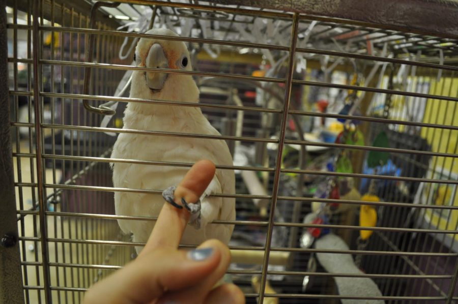 One of the many birds, KJ loves to hold hands with students. 