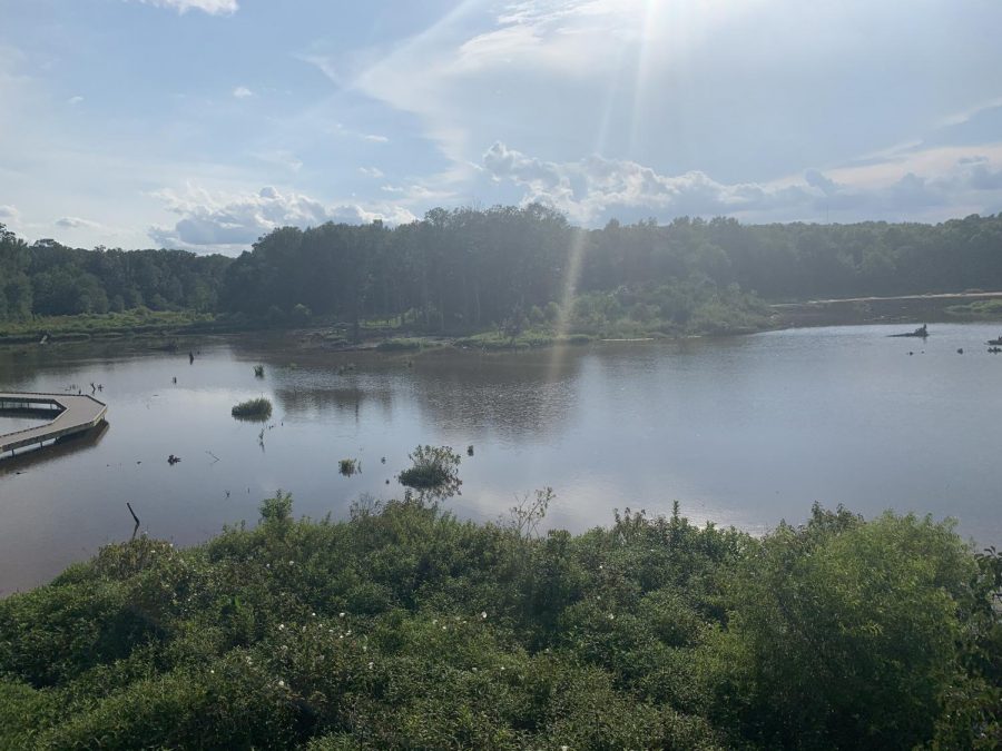 An outlook in Huntley Meadows Park gives a view of wetlands. This trail is easy and animal-filled.