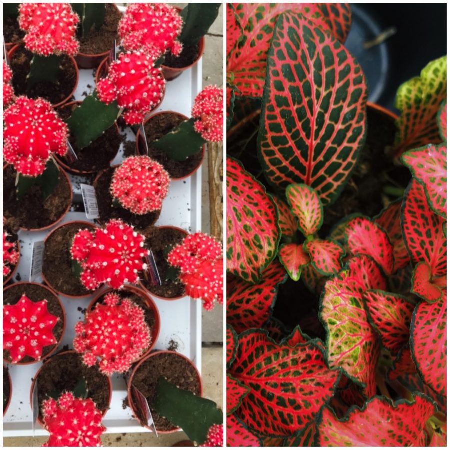 Left: A moon cactus. Right: A fittonia. 