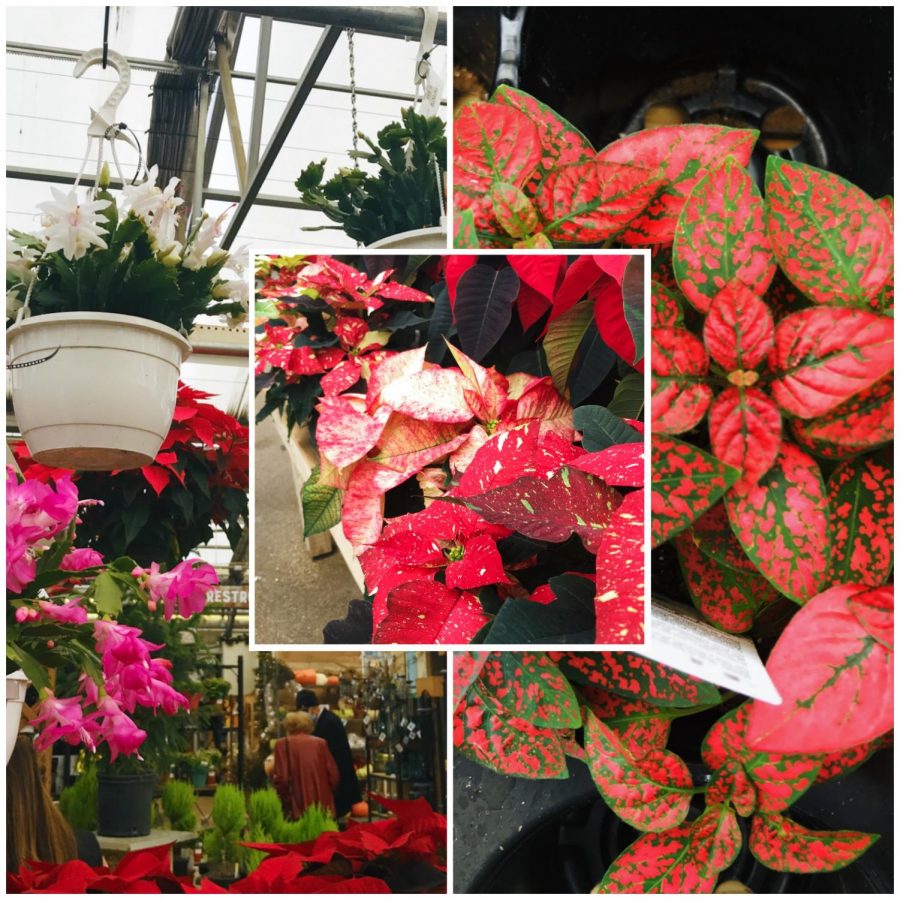 Left: A christmas cactus. Right: A polka dot plant. Middle: a poinsettia.