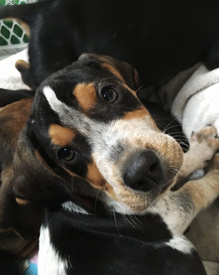 A puppy looks up at its foster mom. Flannery-Goodman fostered this puppy from Lucky Dog Rescue.