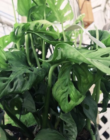 A Swiss Cheese plant sits in Merrifield Garden center. This plant is liked by many, similar to gold rush on Taylor Swifts latest album evermore.