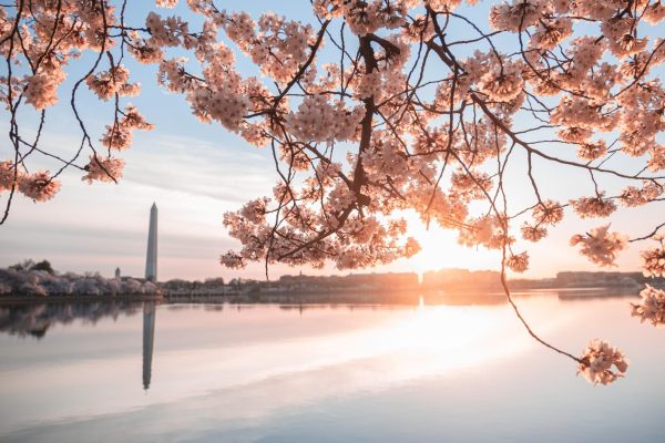 Blooming into Spring