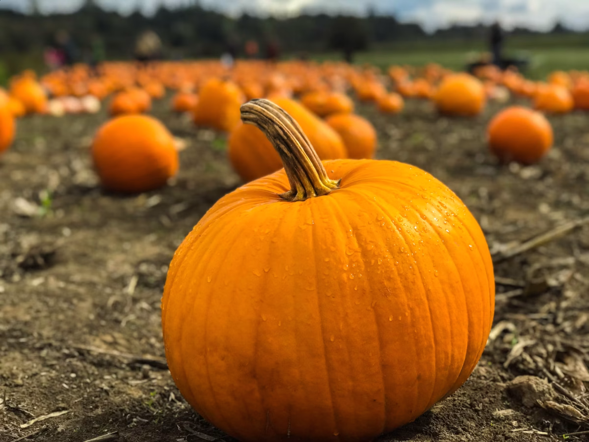 Pumpkins ready for fall decorating and fun. Fall is definitely here in the DMV.
